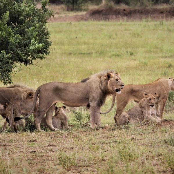 wildlife in south africa