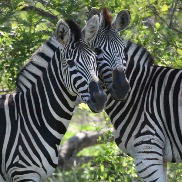 zebras in south africa